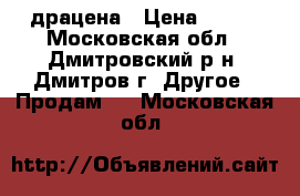 драцена › Цена ­ 300 - Московская обл., Дмитровский р-н, Дмитров г. Другое » Продам   . Московская обл.